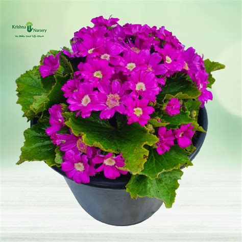 Shami Plant
