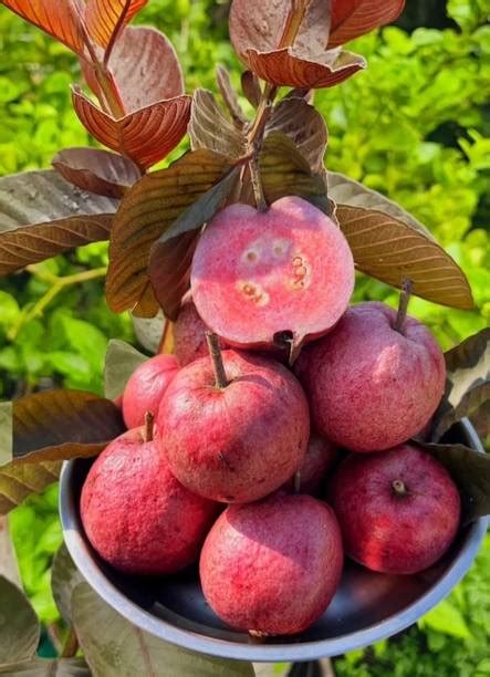 Plants | Buy Indoor Plants, Outdoor Plants at Best Prices Available ...