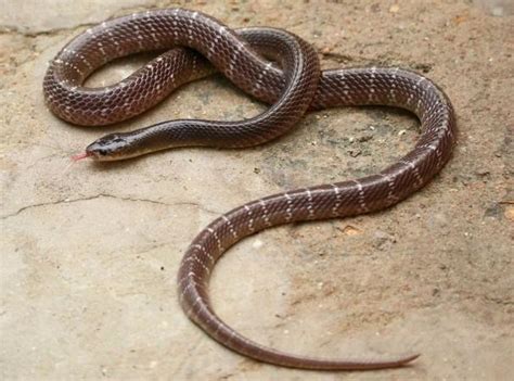 Bitten by snake, Bihar man captures and carries reptile to hospital ...