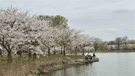 There’s Still Time To See Jackson Park’s Dazzling Cherry Blossoms, But ...