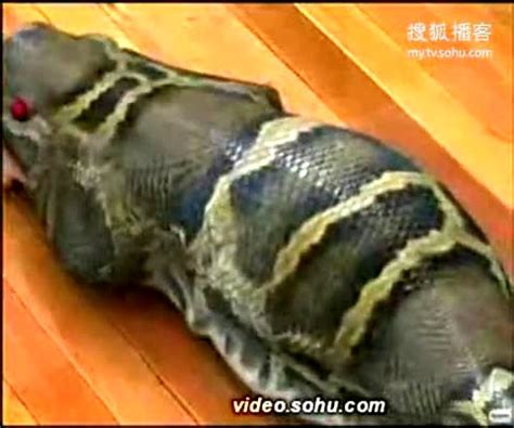 视频: 凶猛食人蟒蛇,能轻易吞下一个人的身躯