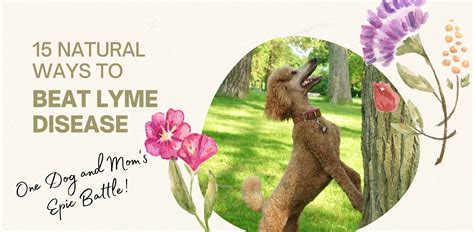 Can Lyme Disease In Dogs Cause Low Platelets