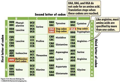 Image result for Codon Chart Reading