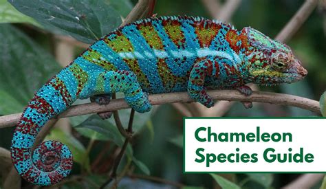 How Long Do Chameleons Live In Captivity : More images for how long do ...