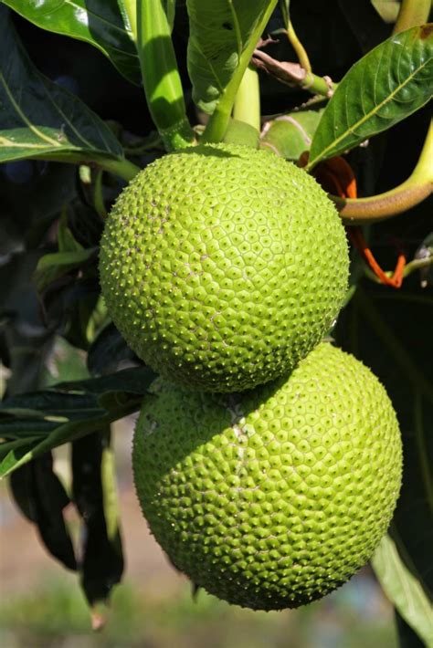 Saveurs et Expériences : Parmentier de Fruit à Pain végétarien