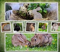 Image result for Bunnies Wall Decals