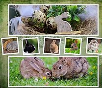 Image result for Bunnies and Flowers