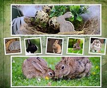 Image result for Bunnies Spring Dot Markers