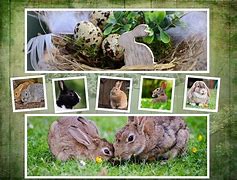 Image result for Pretty Bunnies