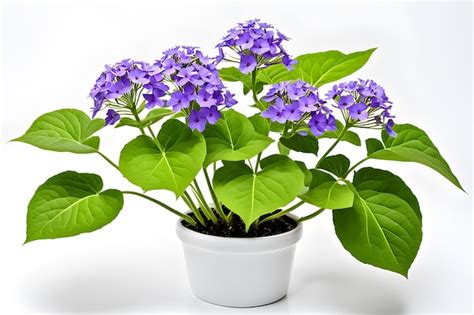 Heliotropium plant on white background | Premium AI-generated image
