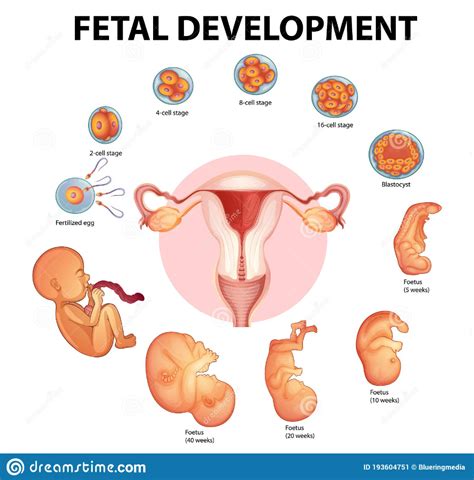 Image result for Process of Human Embryonic Development