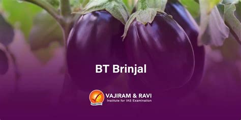 Bt Brinjal - Advantages, Development, Concerns