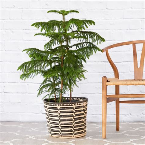 5 Tricks For Caring For Norfolk Island Pine Trees - Indoor Plant Care