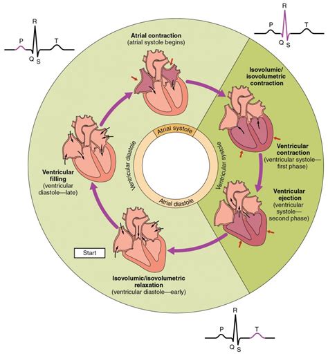 Image result for Understanding Cardiac Current