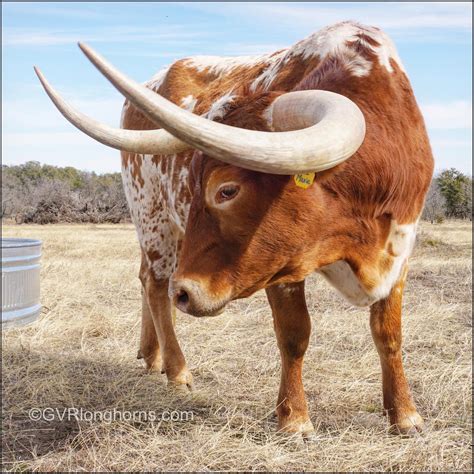 Maxie Moo - our Texas longhorn steer at GVRlonghorns.com. # ...