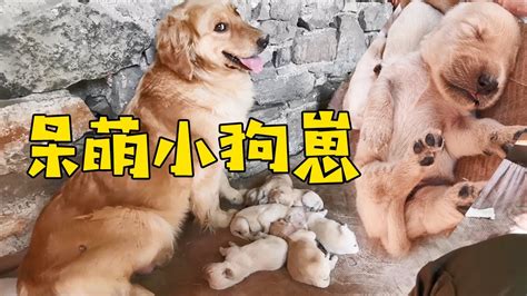狗寶寶出生10天了，狗崽們睡覺方式千姿百態，呆萌的樣子真是可愛【我是趙姐】 - YouTube