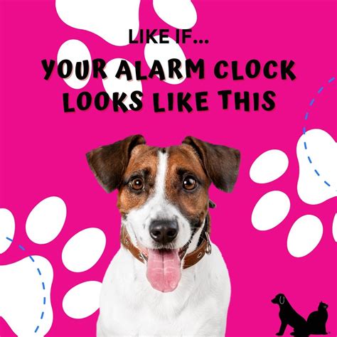 Save This Life - Microchip & Pet Recovery System (@savethislifeofficial ...