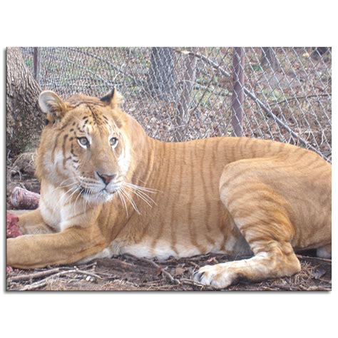 Lion And Tiger Hybrid