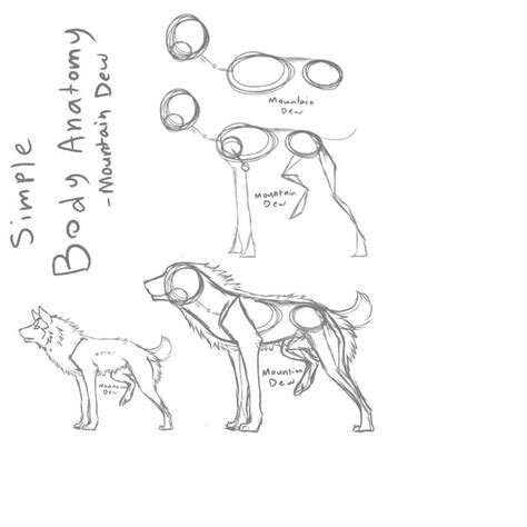 Wolf Anatomy Drawing at PaintingValley.com | Explore collection of Wolf ...