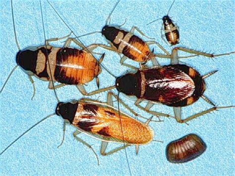 Insecta: Orders Flashcards | Quizlet