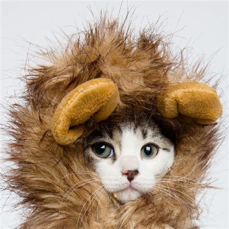 Cat Halloween Costumes - The Cutest Pet Costumes - Cool Stuff for Cats