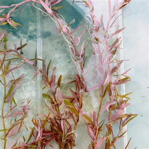 Rotala Hi Red Submerged 5 Piece Aquarium Plant : Amazon.in: Pet Supplies
