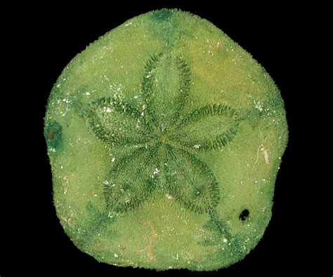 Sand Dollar Alive