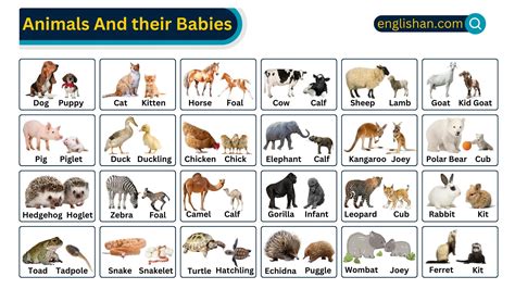 Animals with Antlers – Names and Pictures • Englishan