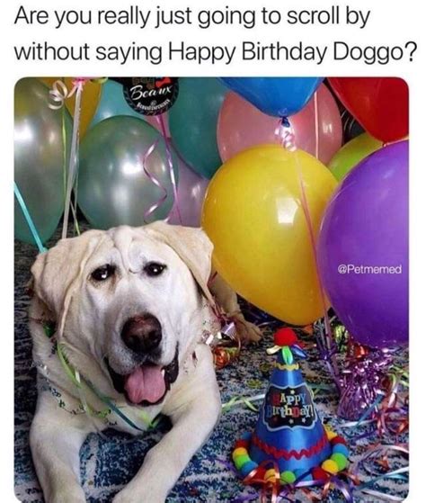 Happy birthday doggo - Meme by DraconianMelon :) Memedroid