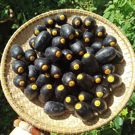 Dabai Fruit Plant (Canarium Odontophyllum) – veliyathgardens