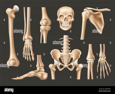 Bones Of The Body Diagram