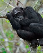 倭黑猩猩 的图像结果