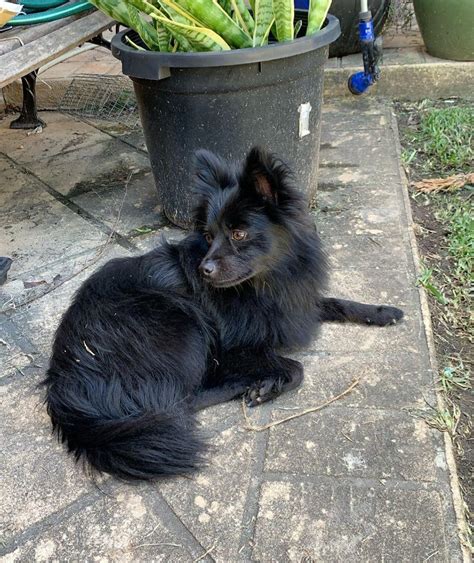 Anyone know this pretty boys breed? : r/dogpictures