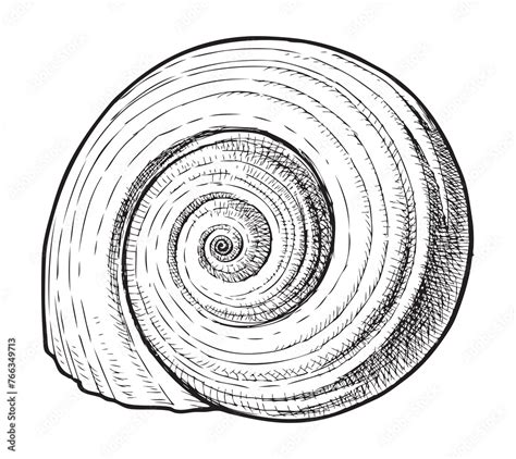 Image result for Biro Drawing Shell
