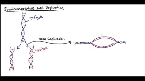 Semi Conservative Replication DNA Process 的图像结果