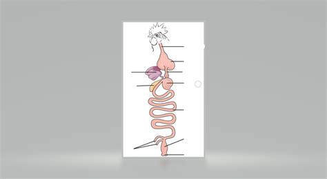 Image result for Chicken Digestive Track Labeled