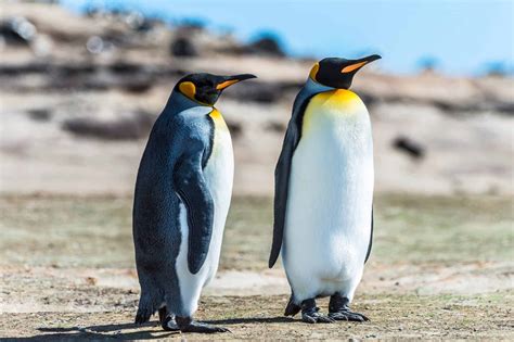 Do Penguins Have Knees? - Facts About Their Knees, Legs & Ankles