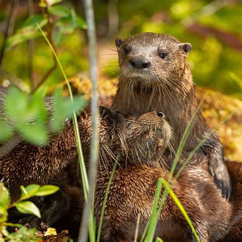 North Carolina Wildlife and Outdoor Recreation Foundation