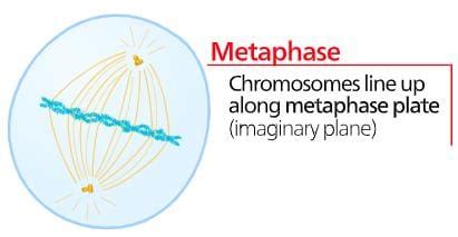 Mitosis Free MCQ Practice Test with Solutions - NEET