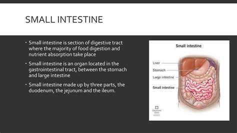 ANATOMY OF SMALL INTESTINE -presentation | PPTX - anatomy of small intestine