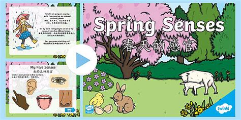 EYFS Spring Senses PowerPoint - English/Mandarin Chinese