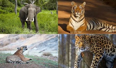 Image result for Random Forest RF Algorithm