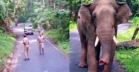 Bus driver drives bus in reverse for 8 kms to escape angry elephant