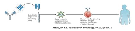 CAR-T Cell Toxicity Analysis | Revvity