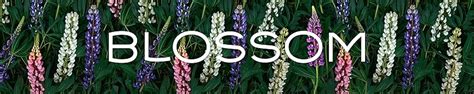 Amazon.in: BLOSSOM