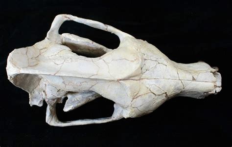 9.4" Hyaenodon Skull - White River Formation For Sale (#15788 ...