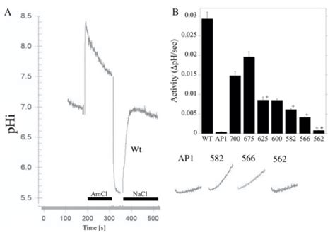 Amino Acids 563–566 of the Na+/H+ Exchanger Isoform 1 C-Terminal ...