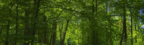 Insect attacks affected 142 mn ha forest between 2003 and 2012: Report