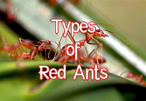 15 Types of Red Ants (Pictures And Identification)