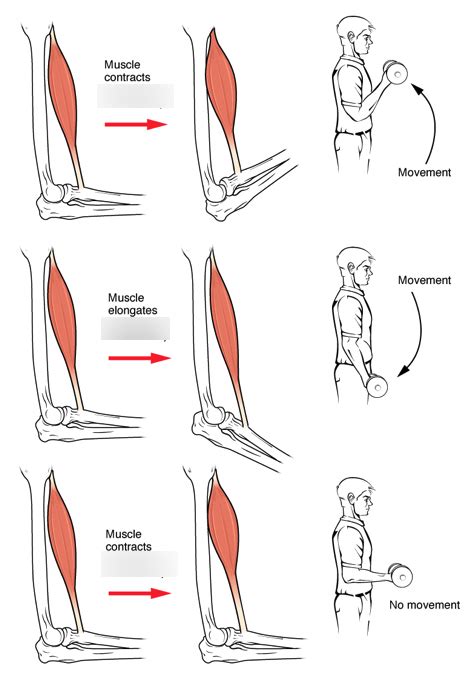 Image result for Tension Force Muscle Graph